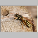 Polistes dominula - Haus-Feldwespe w04.jpg